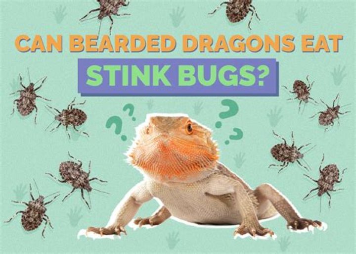 Can Bearded Dragons Eat Stink Bugs