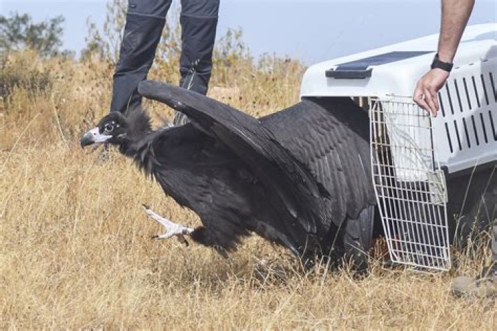 Vulture Fund - How To Discuss